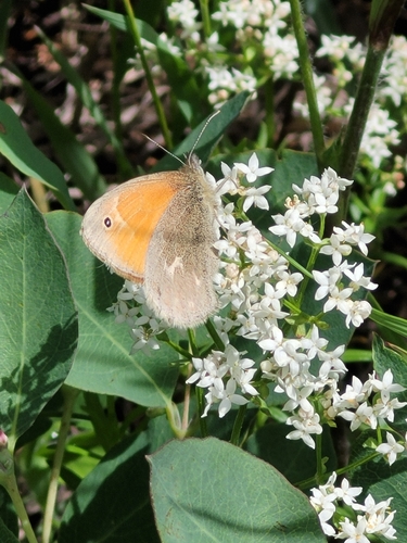 Common Ringlet