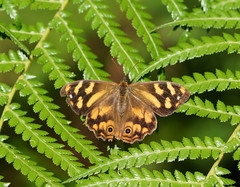 Heteronympha banksii