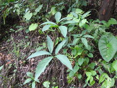 Xanthosoma wendlandii, photograph (c) Alexis López Hernández, some rights reserved (CC BY)