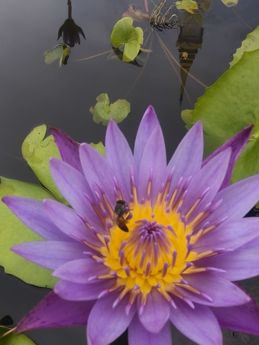 Red Dwarf Honey Bee