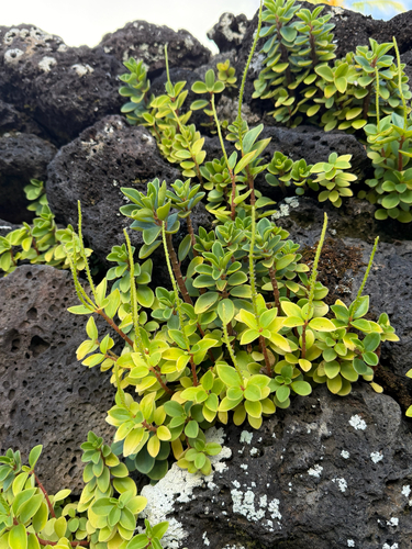 Peperomia leptostachya observed 2026-07-02
