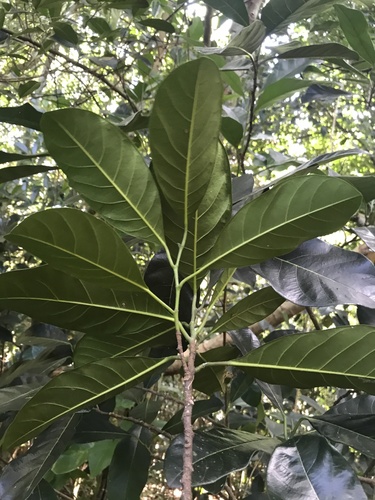 Artocarpus heterophyllus