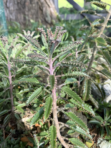 Kalanchoe delagoensis observed 2026-07-02