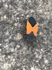 Melanopleurus bicolor