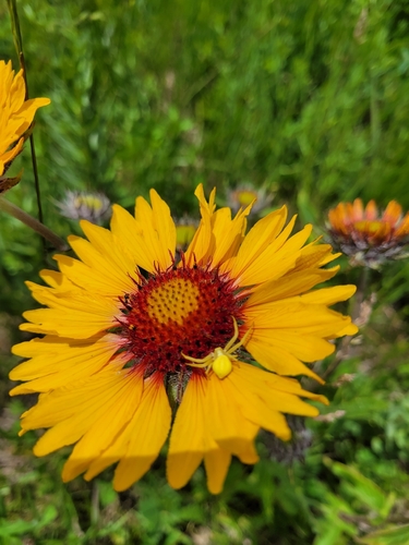 Goldenrod Crab Spider