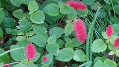 Acalypha chamaedrifolia