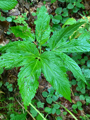 Cardamine enneaphyllos, photograph (c) Andre Hosper, some rights reserved (CC BY)