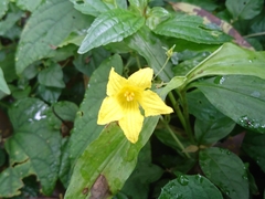 Thladiantha punctata