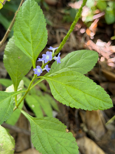 Stachytarpheta jamaicensis observed 2026-07-02