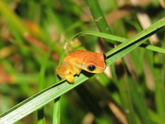 Dendropsophus mathiassoni