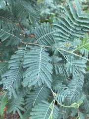 Acacia dealbata dealbata