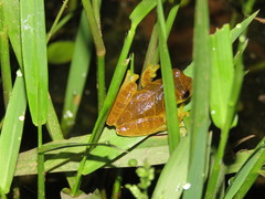 Dendropsophus minutus