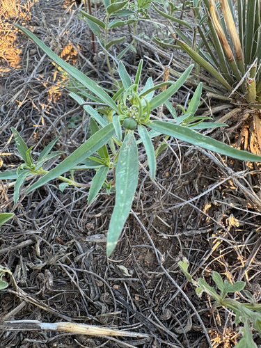 Squareseed Spurge