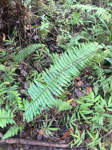 Nephrolepis brownii observed 2026-07-02