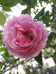 Apis mellifera ligustica