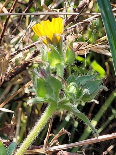 bristly oxtongue