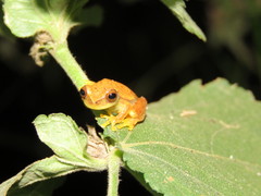 Dendropsophus mathiassoni