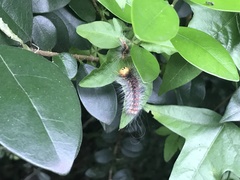 Lymantria xylina