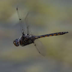 Epitheca petechialis