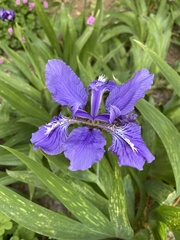 Iris tectorum