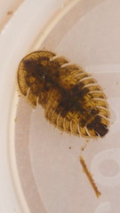 Ectopria nervosa
