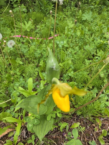 yellow lady's slipper