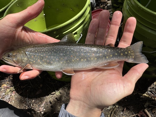 Brook × Bull Trout