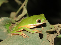 Pithecopus hypochondrialis