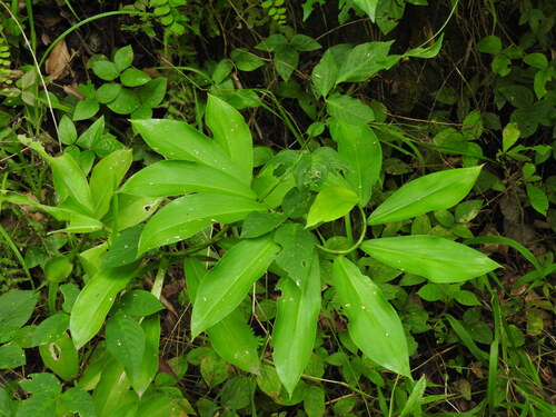 Costus pictus, photograph 6