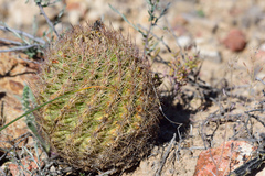 Echinomastus intertextus dasyacanthus