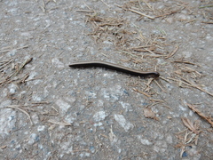 Californiulus yosemitensis