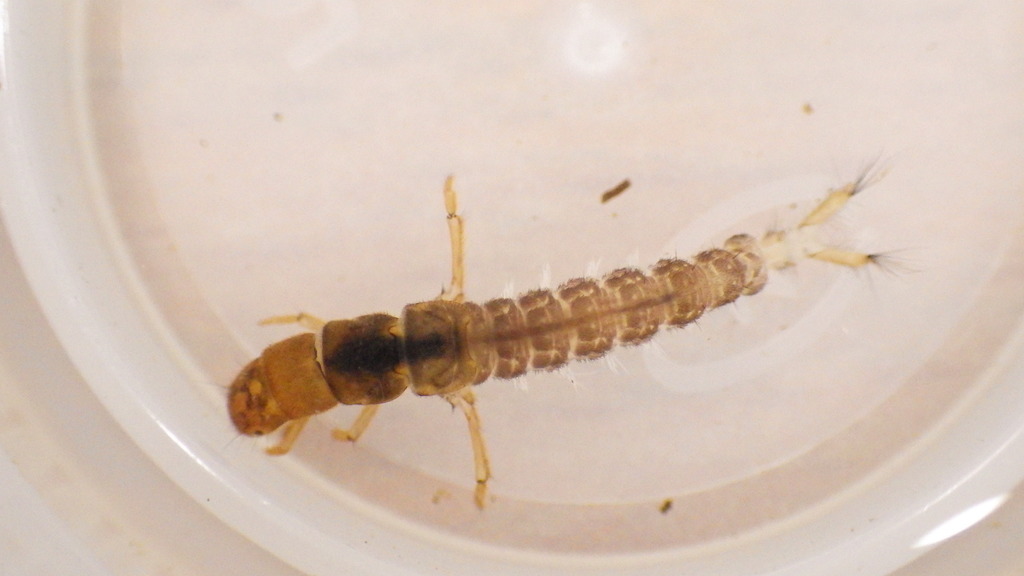 Diplectrona modesta
