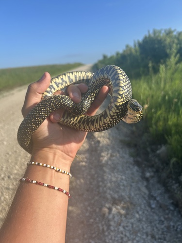 Speckled Kingsnake