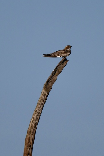 Common Nighthawk