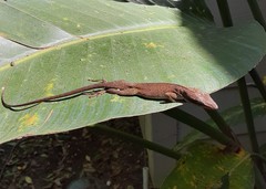 Anolis carolinensis