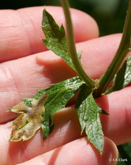 Phytomyza saniculae