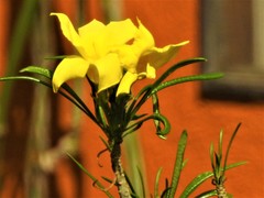 Cascabela thevetioides