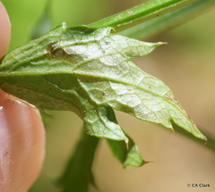Phytomyza saniculae