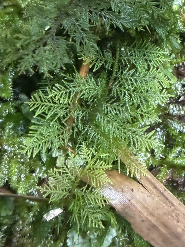 Thuidium cymbifolium, 2026-07-02