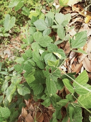 Rhynchosia volubilis
