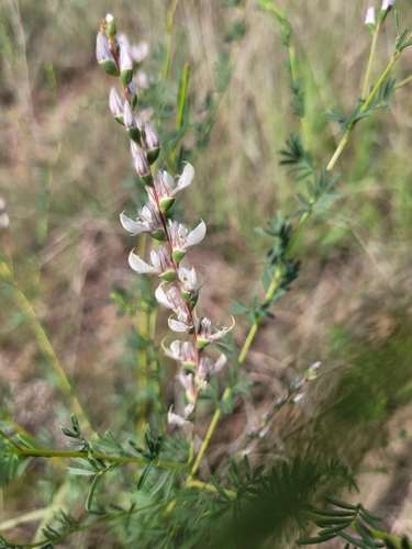 Nine-anther Prairie Clover