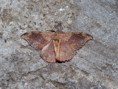 Oreta carnea