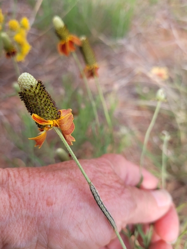 upright prairie coneflower