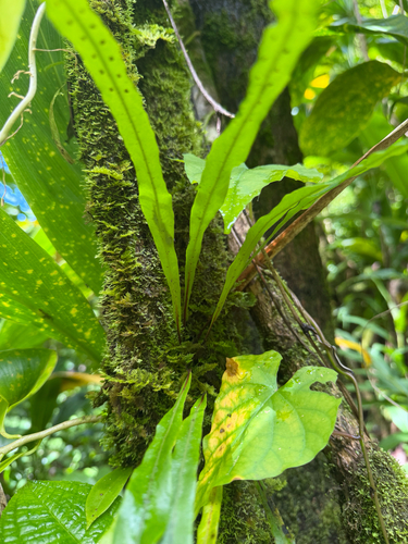 Lepisorus thunbergianus observed 2026-07-02