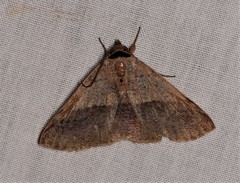 Ophyx ochroptera