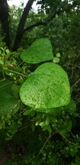 Magnoliopsida