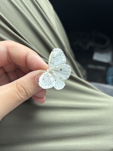 Naxa seriaria