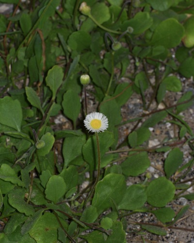 Erigeron procumbens, photograph 2