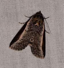 Lophoptera vittigera