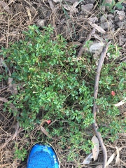 Chenopodium robertianum